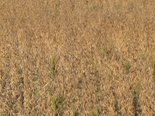 Property photo 26 - 110+/- Acres offered in 4 Tillable Tracts